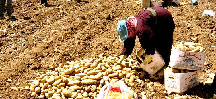 Libano Valle Beqaa