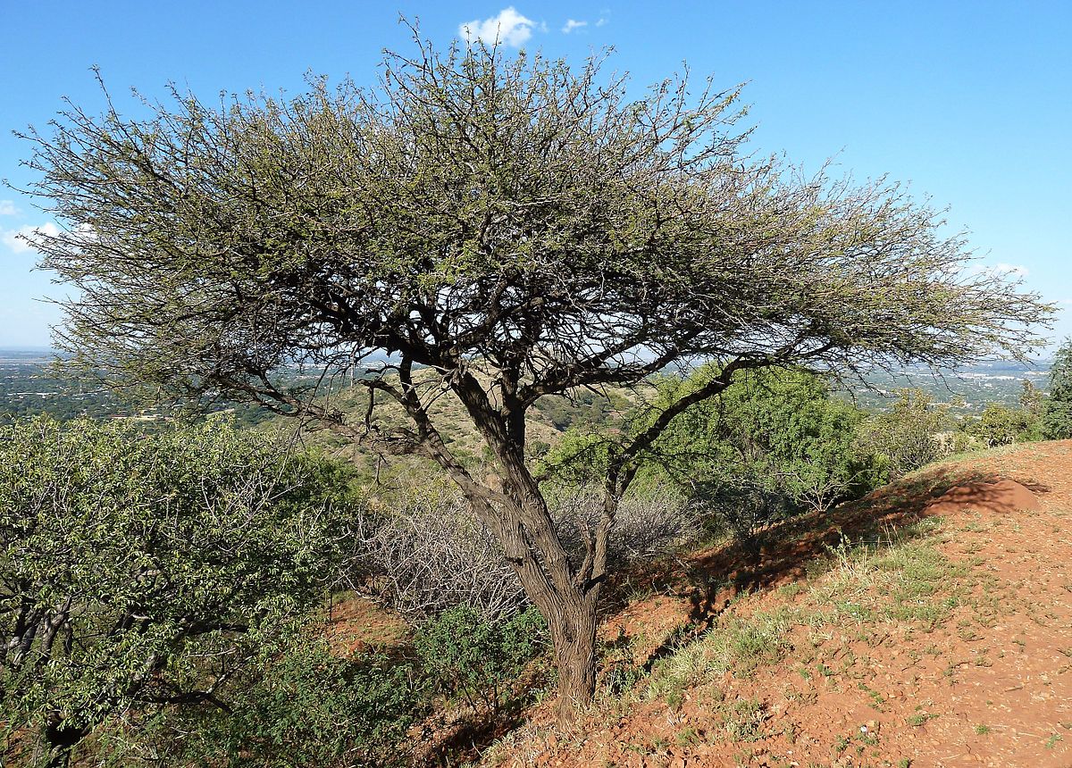 Due vivai per salvare le piante del Guera