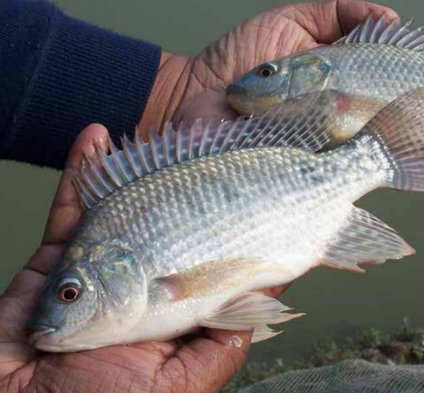 Donare un pesce? No, meglio imparare ad allevarli