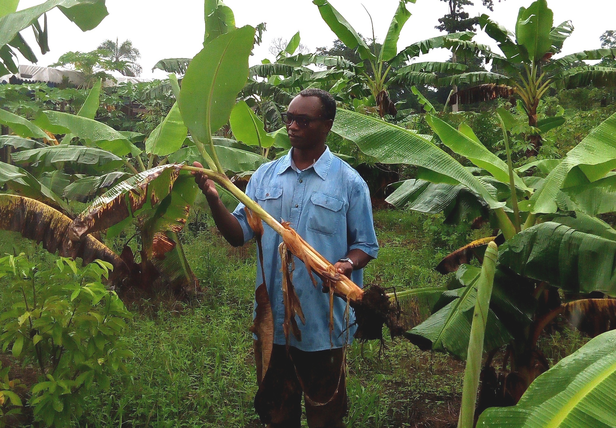 A Douala si impara a piantare banani