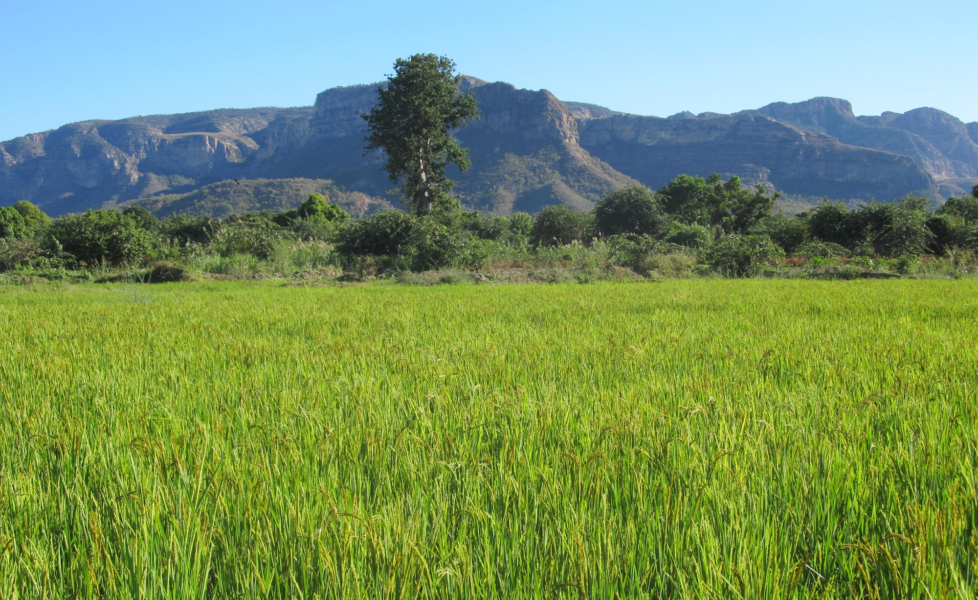 Formazione agricola e ambientale a Benenitra