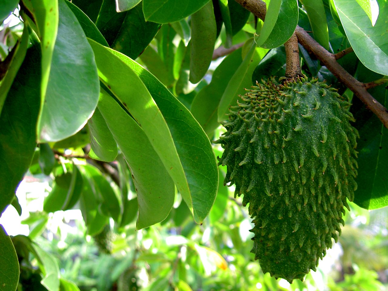 Il frutto della graviola (annona muricata)