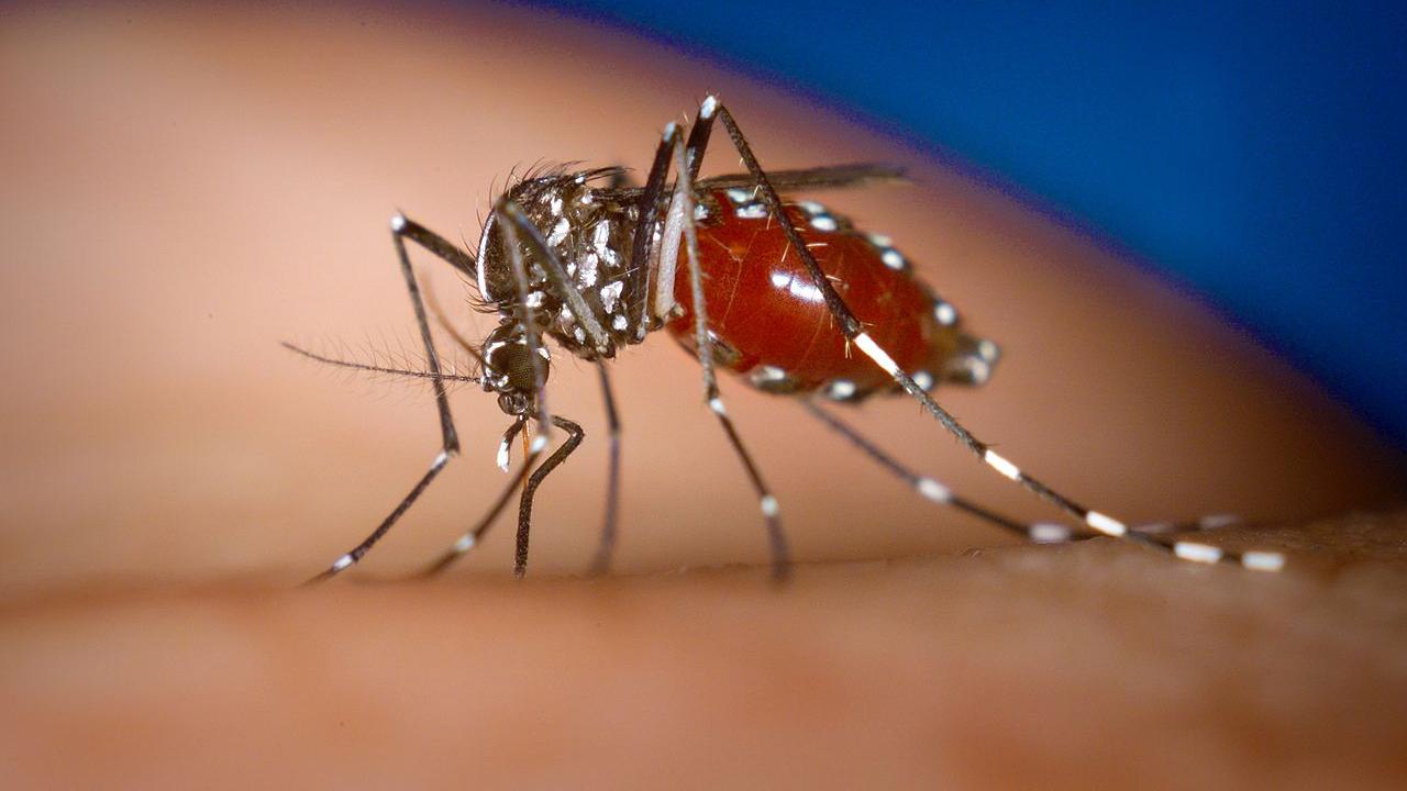 Epidemia di Chikungunya: più di 15.000 casi registrati