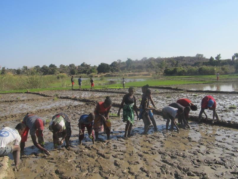 Formazione agricola e sostegno tecnico: si conclude con successo il progetto a Benenitra