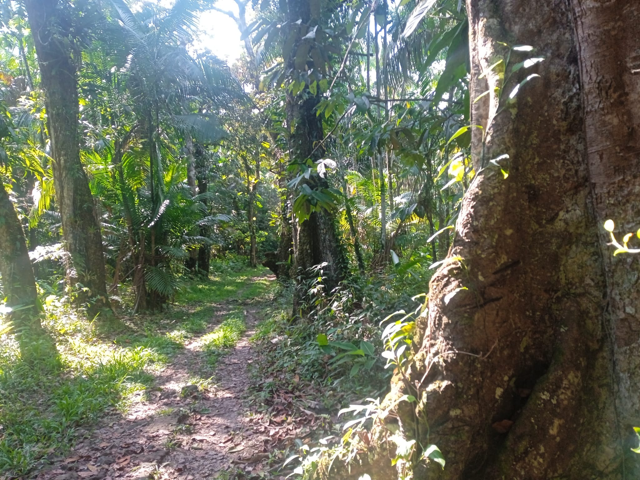 Fede e clima. La COP30 e l’impegno della Chiesa in Amazzonia
